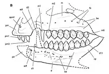 Reconstruction of the skull of Echinodon