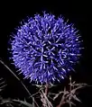 Echinops adenocaulos in a black background