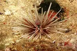 Specimen with white primary spines.