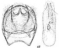 Male genitalia