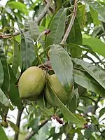 Egg fruit