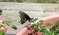 Laying eggs on parsley