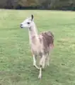 Llama at Egton Manor