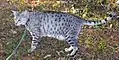 Black silver spotted tabby Mau