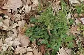 Oak sapling (left) growing in direct vicinity to a young blackthorn shrub.