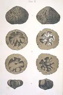 Xylocaryon lockii fossil nuts figured by Ferdinand von Mueller (1883)