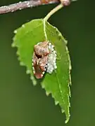 A female is guarding her nest.