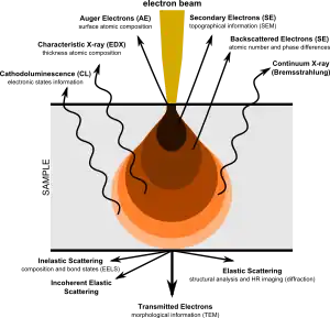 Pictorial diagram showing signals generated when an electron beam interacts with a sample of matter.  At the top, the primary electron beam impinges on the sample.  Various types of emissions are shown in order of increasing penetration depth of the beam.  Near the top are Auger Electrons, followed by Secondary Electrons, then Backscattered Electrons, all emerging in the general direction towards the impinging beam.  Next are four types of radiation (shown with wavy arrows): Characteristic X-rays, Continuum X-rays, Cathodo-luminescence, and Fluorescent X-rays.  The later two are shown as being emitted from the same depth.  Finally, shown having passed through the body of the sample are, in increasing order of angular displacement from the beam axis, Transmitted Electrons, Diffracted Electrons, and Scattered Elections.