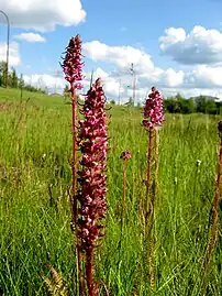 North-central Alberta, Canada