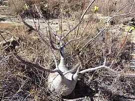 Elephant's foot in flower in Isalo N. P., Madagascar