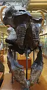 Underside of the skull and lower jaws at the Gallery of Paleontology and Comparative Anatomy