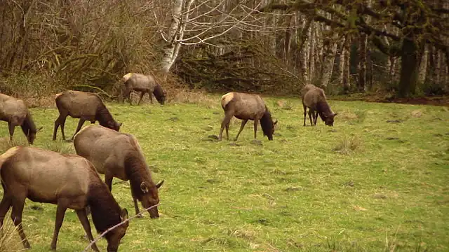 A herd of elk grazing at the forest