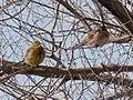 Yellowhammer (left) and pine bunting (right)