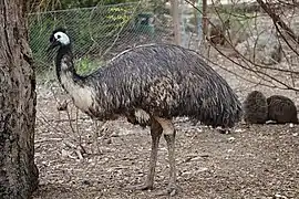 Emu