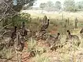 Juvenile emus getting bigger on Angas Downs Dec 2010