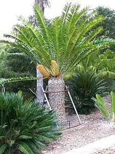 A female E. natalensis x woodii with cones