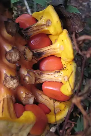 Seeds in female cone