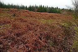 Later prehistoric defended enclosure, Long Wood