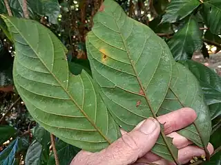 Underside of leaves