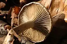 E. undata = Entoloma undatum