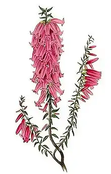 Victoria: Pink heath