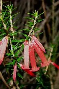 red-flowered shrub