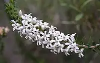 Epacris pulchella