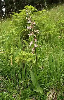 Marsh helleborine