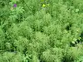 Equisetum arvense in Iceland