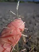 Seedheads with human finger for scale