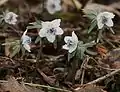 E. pinnatifida, Mount Ibuki, Japan