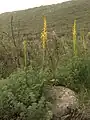 E. alaicus  flowering on a grassy slope near Karakol, Kyrgyzstan in the Tien Shan range