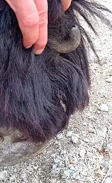 back leg of a horse just above the hoof with a hand lifting away the feathers to reveal the eergot growing from the fetlock