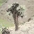 Rubber rabbitbrush