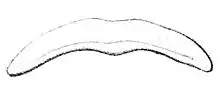 Drawing of the jaw of Newcomb's snail.