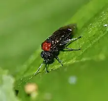 Alder sawfly, Eriocampa ovata