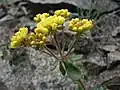 E. umbellatum var. hypoleium (flowers)