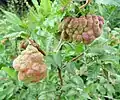 Bladder leaf galls on a narrow-leaved elm (aphid  E. lanuginosum), Italy