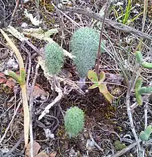 Eriospermum paradoxum