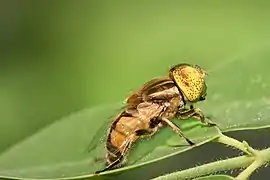 Eristalinus megacephalus