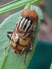 Eristalinus punctulatus