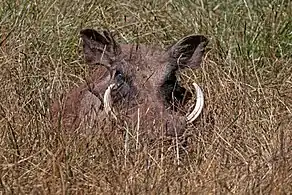 Eritrean warthog P. a. aelianiEthiopia