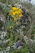 Erysimum capitatum var. capitatum