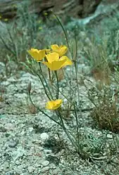 Eschscholzia minutiflora subsp. twisselmannii