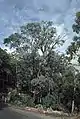 Eucalyptus chapmaniana on Mount Buffalo