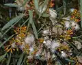 Flowers and buds in Perth