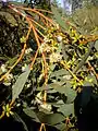 Eucalyptus gracilis foliage and blossoms