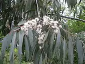 Eucalyptus perriniana 'Pendula'