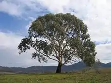 E. rubida (candlebark gum) in Burra, New South Wales.