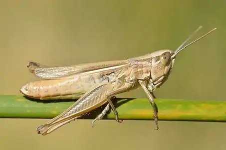 Euchorthippus pulvinatus